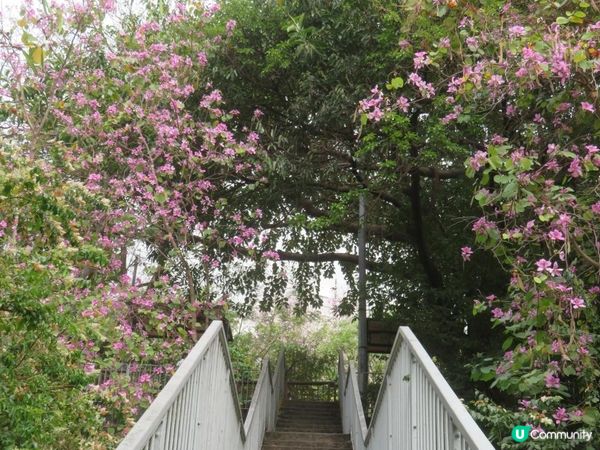 漫遊香港 - 美孚 饒宗頤文化館 散策 賞花相集