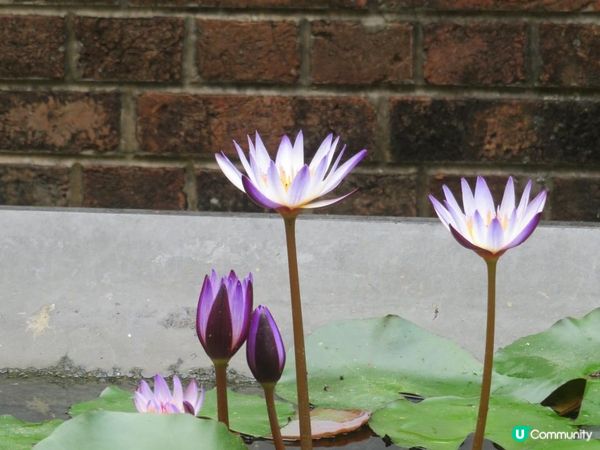 漫遊香港 - 美孚 饒宗頤文化館 散策 賞花相集