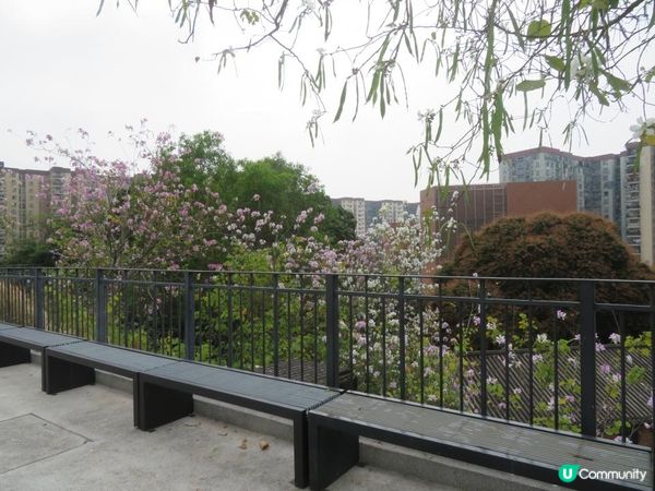 漫遊香港 - 美孚 饒宗頤文化館 散策 賞花相集