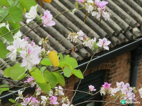 漫遊香港 - 美孚 饒宗頤文化館 散策 賞花相集