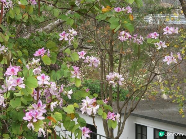 漫遊香港 - 美孚 饒宗頤文化館 散策 賞花相集