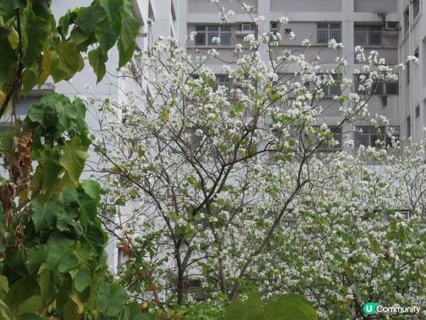 漫遊香港 - 美孚 饒宗頤文化館 散策 賞花相集