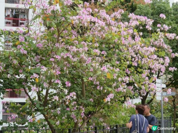 漫遊香港 - 美孚 饒宗頤文化館 散策 賞花相集