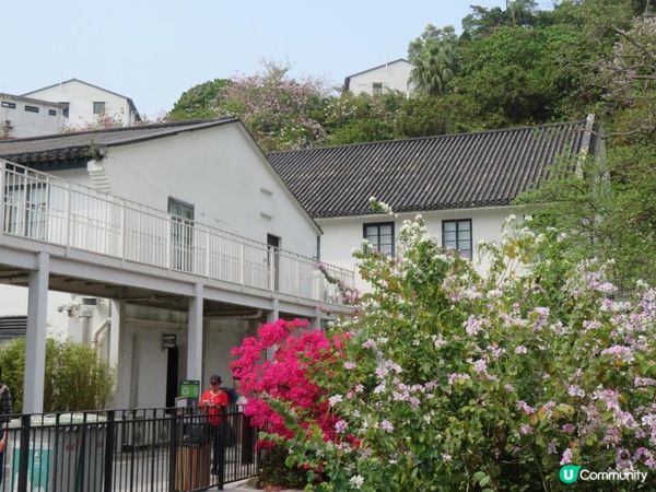 漫遊香港 - 美孚 饒宗頤文化館 散策 賞花相集