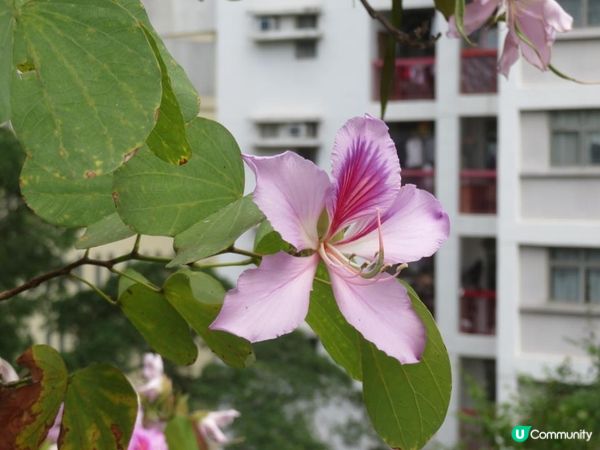 漫遊香港 - 美孚 饒宗頤文化館 散策 賞花相集