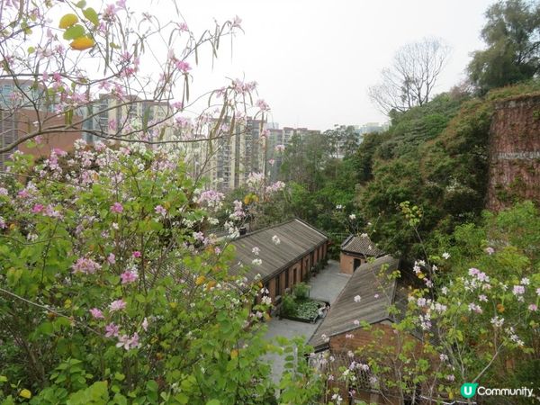 漫遊香港 - 美孚 饒宗頤文化館 散策 賞花相集