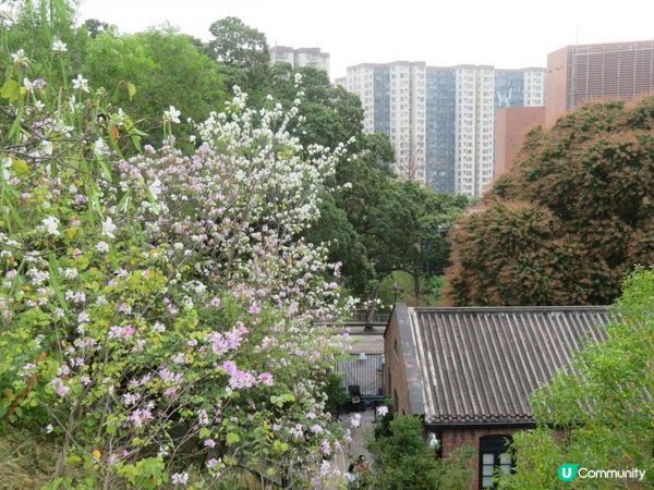 漫遊香港 - 美孚 饒宗頤文化館 散策 賞花相集