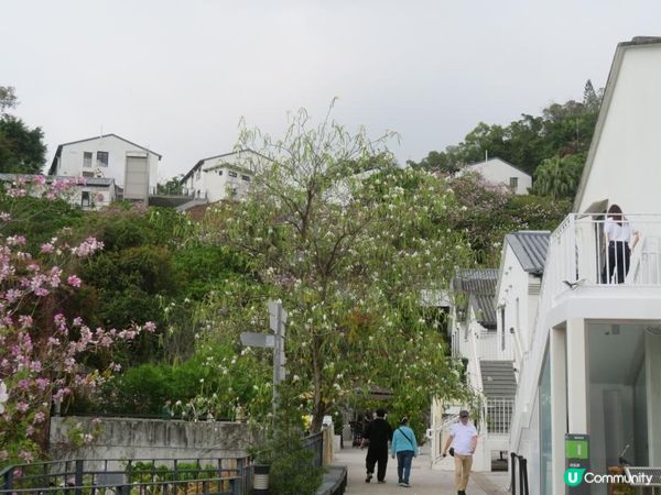 漫遊香港 - 美孚 饒宗頤文化館 散策 賞花相集