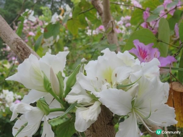 漫遊香港 - 美孚 饒宗頤文化館 散策 賞花相集