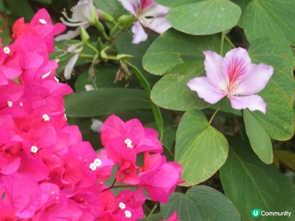 漫遊香港 - 美孚 饒宗頤文化館 散策 賞花相集