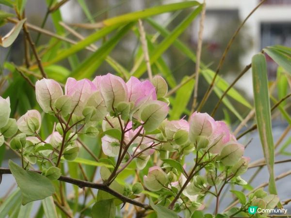 漫遊香港 - 美孚 饒宗頤文化館 散策 賞花相集