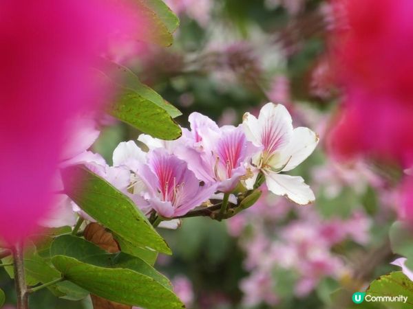 漫遊香港 - 美孚 饒宗頤文化館 散策 賞花相集