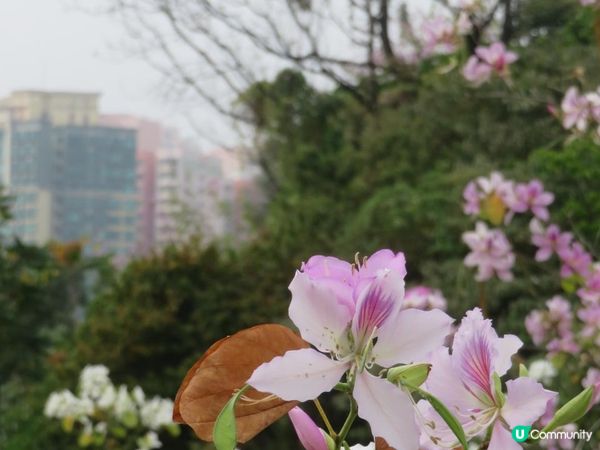 漫遊香港 - 美孚 饒宗頤文化館 散策 賞花相集