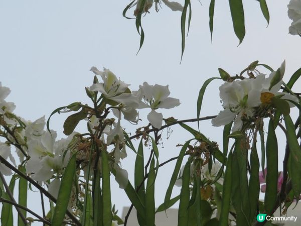 漫遊香港 - 美孚 饒宗頤文化館 散策 賞花相集