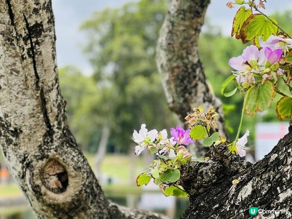 「假日好去處⛳️國際都會高爾夫球錦標賽」