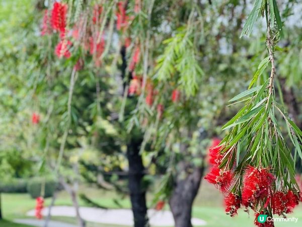 「假日好去處⛳️國際都會高爾夫球錦標賽」