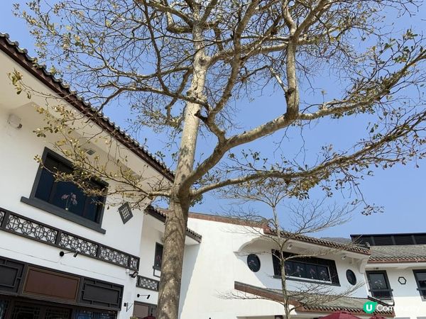 【大嶼山悠記】週末到大嶼山走走，你會再一次發現這座城市的魅力｜昂坪 360、昂坪市集、天壇大佛、心經簡林