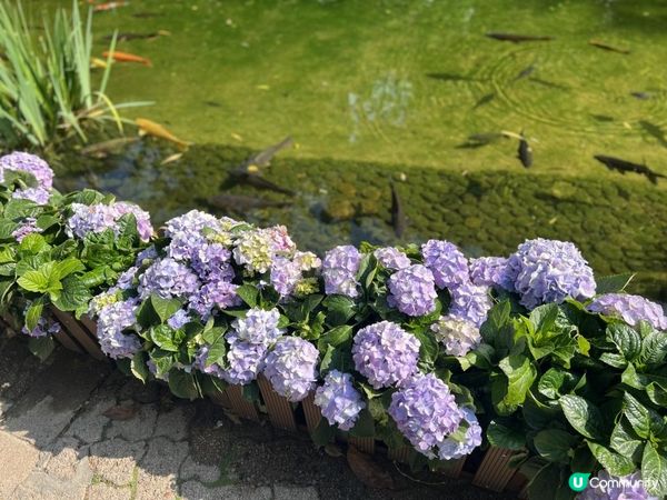 春回大地｜百花爭艷｜賞花好去處