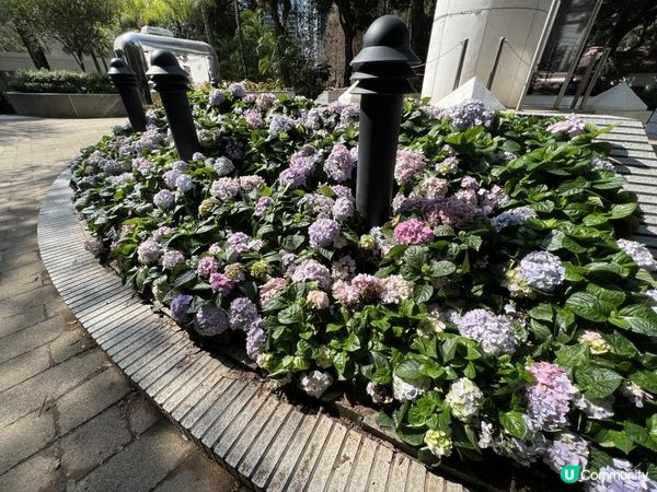 春回大地｜百花爭艷｜賞花好去處