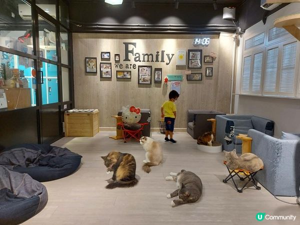 【暟。玩。樂】#26 與貓貓共聚的時光【Cat Cafe 1】