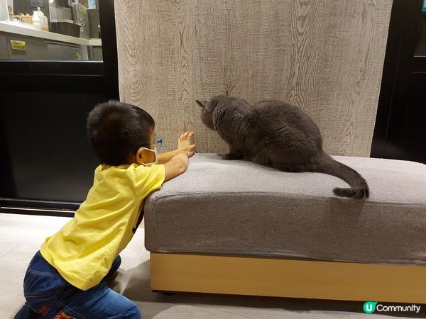 【暟。玩。樂】#26 與貓貓共聚的時光【Cat Cafe 1】