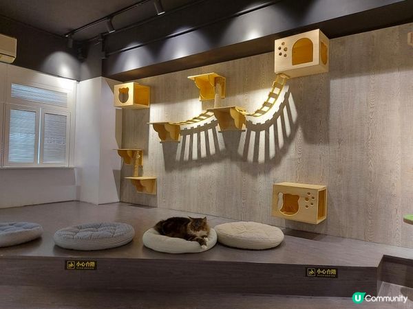 【暟。玩。樂】#26 與貓貓共聚的時光【Cat Cafe 1】