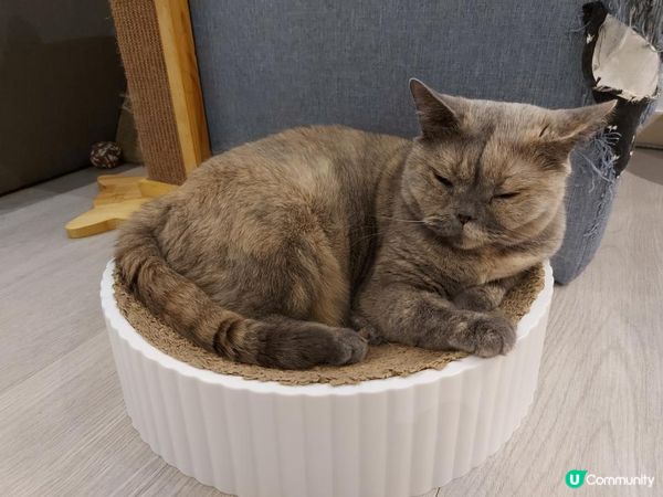 【暟。玩。樂】#26 與貓貓共聚的時光【Cat Cafe 1】