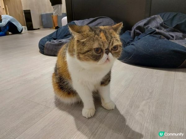 【暟。玩。樂】#26 與貓貓共聚的時光【Cat Cafe 1】
