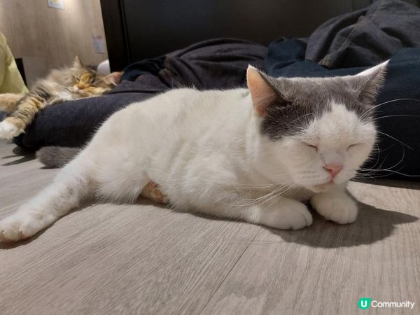 【暟。玩。樂】#26 與貓貓共聚的時光【Cat Cafe 1】