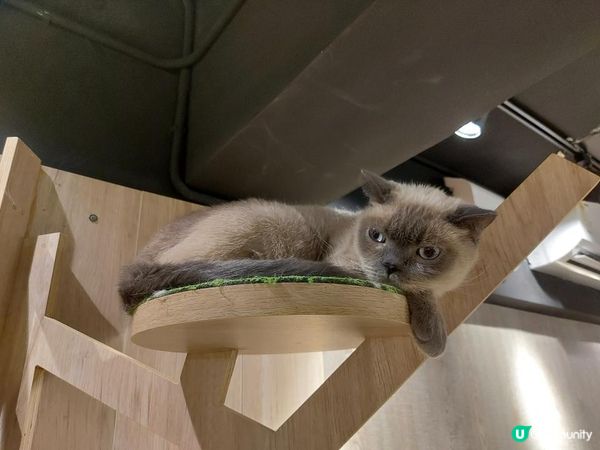 【暟。玩。樂】#26 與貓貓共聚的時光【Cat Cafe 1】