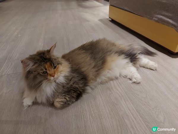 【暟。玩。樂】#26 與貓貓共聚的時光【Cat Cafe 1】