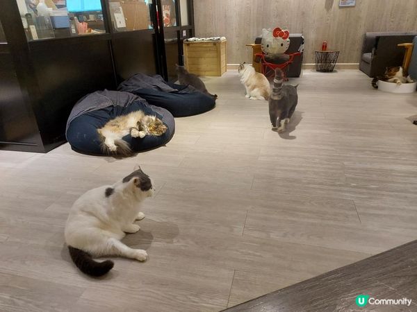 【暟。玩。樂】#26 與貓貓共聚的時光【Cat Cafe 1】