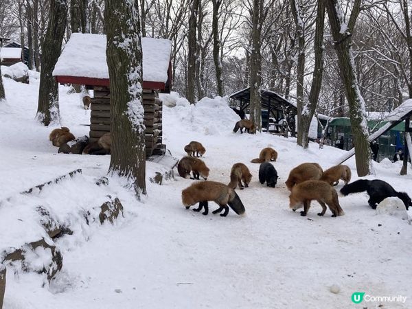 日本東北白色新年之旅 --- 與宮城小狐狸有個約會