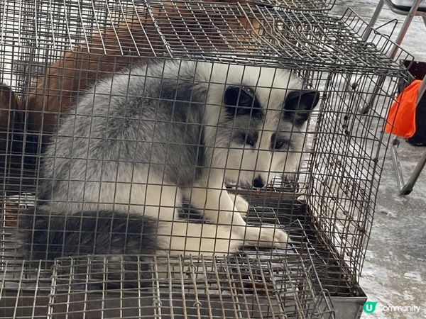 日本東北白色新年之旅 --- 與宮城小狐狸有個約會