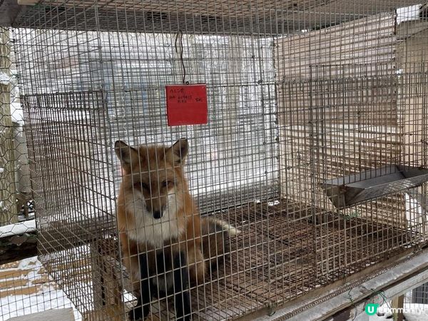 日本東北白色新年之旅 --- 與宮城小狐狸有個約會