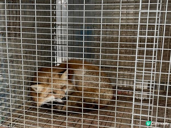 日本東北白色新年之旅 --- 與宮城小狐狸有個約會