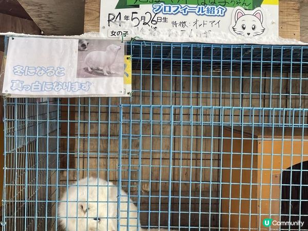 日本東北白色新年之旅 --- 與宮城小狐狸有個約會