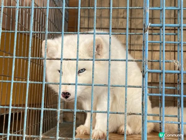 日本東北白色新年之旅 --- 與宮城小狐狸有個約會