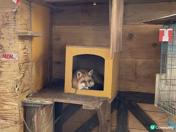 日本東北白色新年之旅 --- 與宮城小狐狸有個約會