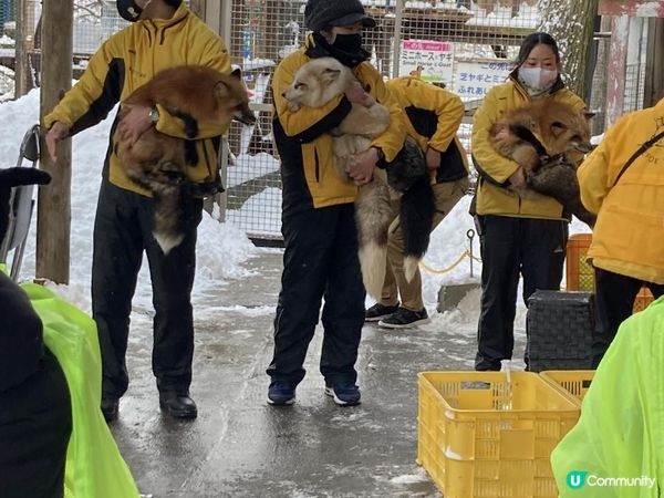 日本東北白色新年之旅 --- 與宮城小狐狸有個約會