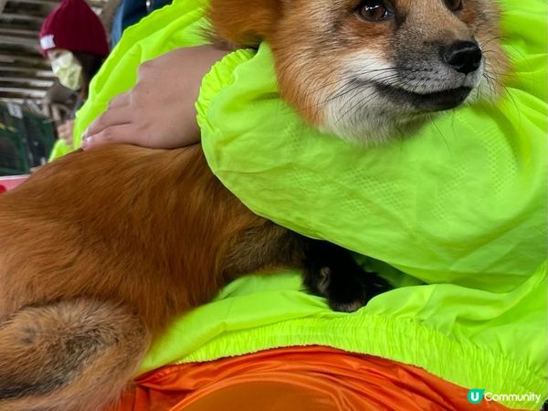 日本東北白色新年之旅 --- 與宮城小狐狸有個約會