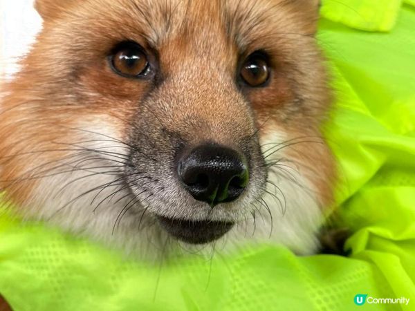 日本東北白色新年之旅 --- 與宮城小狐狸有個約會