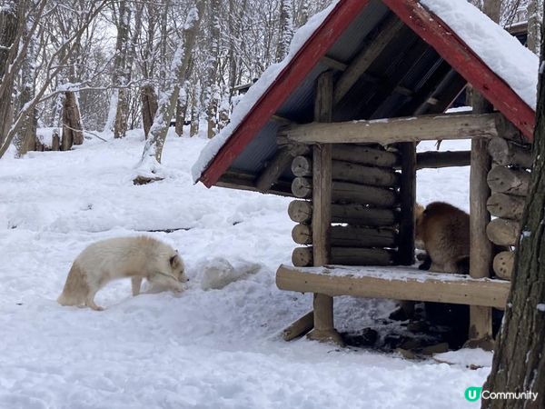 日本東北白色新年之旅 --- 與宮城小狐狸有個約會