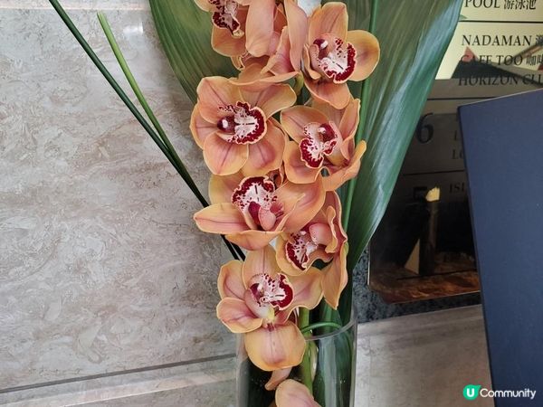 《港島香格里拉夏宮月餅 ~ 七折優惠》