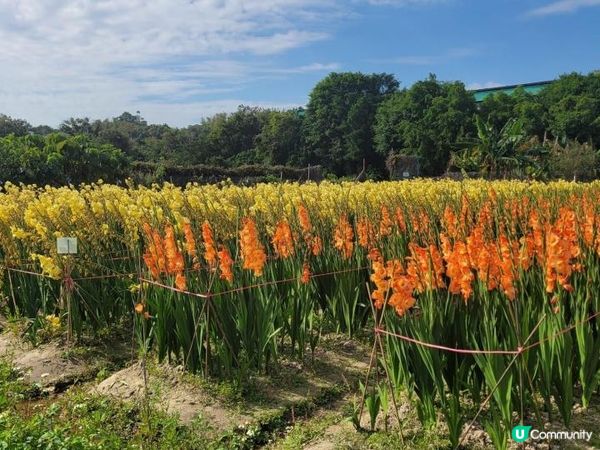 【偽日本之旅: 元朗信芯園農莊】