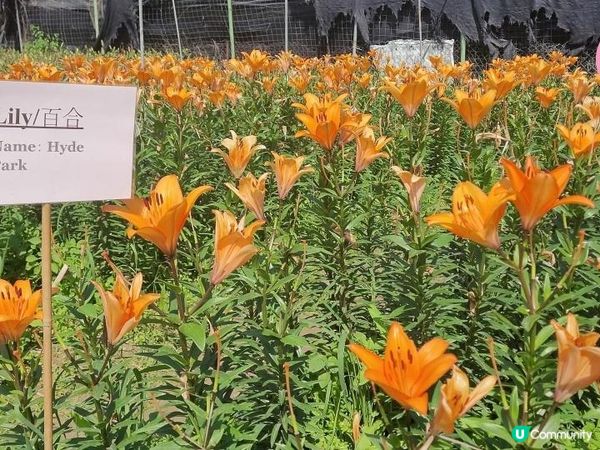 【偽日本之旅: 元朗信芯園農莊】