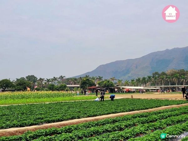 又到摘士多啤梨既季節