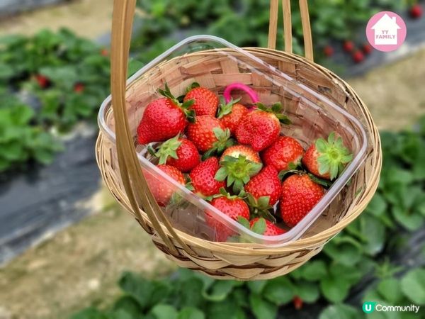 又到摘士多啤梨既季節