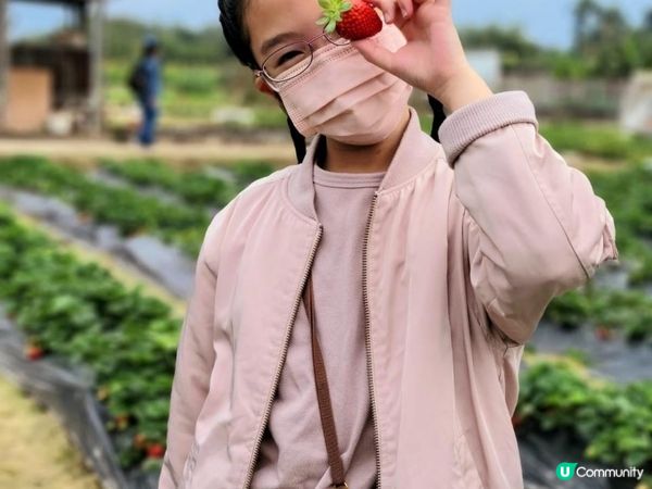 又到摘士多啤梨既季節