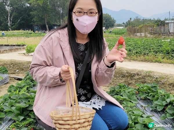 又到摘士多啤梨既季節